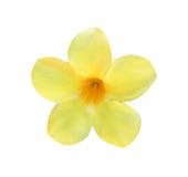 Floraison jaune de cathartica d'allamanda de fleurs colorées d'isolement sur le fond blanc image libre de droits Floraison jaune de cathartica d'allamanda de fleurs colorées d'isolement sur le fond blanc image libre de droits