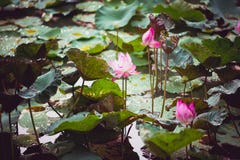 Floraison rose de lotus Photo libre de droits Floraison rose de lotus Photo libre de droits