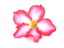 Floral background. Close up of Tropical flower Pink Adenium. Desert rose on isolated white Stock Image Floral background. Close up of Tropical flower Pink Adenium. Desert rose on isolated white Stock Image