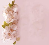 Floral Card With Blossom Cherry Stock Photos Floral Card With Blossom Cherry Stock Photos