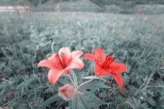Floral field with Red flowers. Closeup Lilium dahuricum, Lilium pensylvanicum, lily flowers in meadow. Closeup stock images Floral field with Red flowers. Closeup Lilium dahuricum, Lilium pensylvanicum, lily flowers in meadow. Closeup stock images