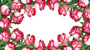Floral frame with red and white rose flowers Stock Image Floral frame with red and white rose flowers Stock Image