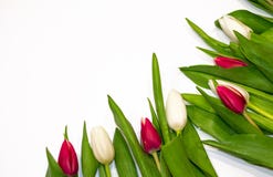Floral frame on white background made of red and white tulip flowers button. Copy space for greeting on Valentine's day, stock photography Floral frame on white background made of red and white tulip flowers button. Copy space for greeting on Valentine's day, stock photography