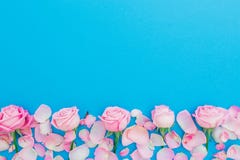 Floral Frame With Pastel Roses Buds And Petals On Blue Background. Flat Lay, Top View. Pink Roses Flowers Texture. Valentines Day Royalty Free Stock Photos Floral Frame With Pastel Roses Buds And Petals On Blue Background. Flat Lay, Top View. Pink Roses Flowers Texture. Valentines Day Royalty Free Stock Photos