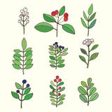 Floral set. Colorful floral collection with leaves and flowers. Vector Illustration Floral set. Colorful floral collection with leaves and flowers. Vector Illustration