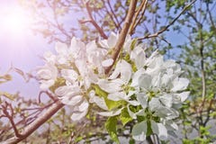 Floral spring background, branches of blossoming apple trees with soft focus in sun rays. stock photography Floral spring background, branches of blossoming apple trees with soft focus in sun rays. stock photography