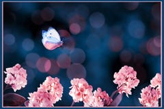 Floral Summer And Spring Gentle Background. Beautiful Inflorescences Of Pink Flowers And Butterfly On A Blue Background. Stock Photo