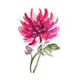 Floral Watercolour Dahlia. Royalty Free Stock Photos