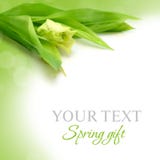 floral άνοιξη δώρων ανασκόπησης στοκ εικόνα με δικαίωμα ελεύθερης χρήσης floral άνοιξη δώρων ανασκόπησης στοκ εικόνα με δικαίωμα ελεύθερης χρήσης