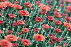 Floral υπόβαθρο χρυσάνθεμων τομέων κόκκινο Πολλή ζωηρόχρωμη φωτογραφία κινηματογραφήσεων σε πρώτο πλάνο λουλουδιών mums Εκλεκτική Στοκ φωτογραφία με δικαίωμα ελεύθερης χρήσης Floral υπόβαθρο χρυσάνθεμων τομέων κόκκινο Πολλή ζωηρόχρωμη φωτογραφία κινηματογραφήσεων σε πρώτο πλάνο λουλουδιών mums Εκλεκτική Στοκ φωτογραφία με δικαίωμα ελεύθερης χρήσης