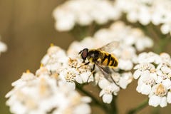 Florea di Myathropa hoverfly sull'achillea millefolium Immagini Stock Libere da Diritti Florea di Myathropa hoverfly sull'achillea millefolium Immagini Stock Libere da Diritti