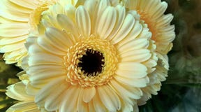 Florece los amarillos del bloomig de la naturaleza hermosos Fotografía de archivo libre de regalías Florece los amarillos del bloomig de la naturaleza hermosos Fotografía de archivo libre de regalías