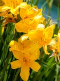 Florecimiento colorido del daylily en el jardín cerca de Moscú fotografía de archivo libre de regalías Florecimiento colorido del daylily en el jardín cerca de Moscú fotografía de archivo libre de regalías