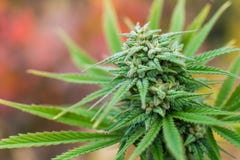 Florecimiento de la planta de marijuana imagen de archivo libre de regalías Florecimiento de la planta de marijuana imagen de archivo libre de regalías