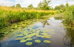 Florecimiento y plantas florecientes amarillas del lirio de agua en una cala con a imagen de archivo Florecimiento y plantas florecientes amarillas del lirio de agua en una cala con a imagen de archivo
