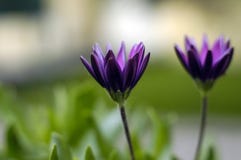Flores Flores