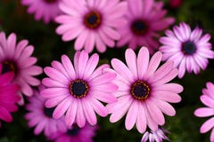 Flores Flores
