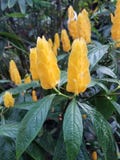 Flores amarelas imagens de stock Flores amarelas imagens de stock