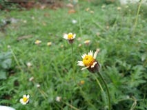 Flores amarelas bonitas na esta??o das chuvas imagens de stock Flores amarelas bonitas na esta??o das chuvas imagens de stock