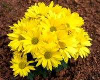 Flores amarillas brillantes del crisantemo en el jard?n Momias de oro en otoño imagen de archivo libre de regalías Flores amarillas brillantes del crisantemo en el jard?n Momias de oro en otoño imagen de archivo libre de regalías