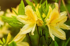 Flores amarillas exóticas del rododendro cercanas encima de fondo fotos de archivo libres de regalías Flores amarillas exóticas del rododendro cercanas encima de fondo fotos de archivo libres de regalías