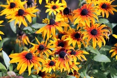 Flores anaranjadas brillantes del coneflower o del Rudbeckia en jardín Fotografía de archivo libre de regalías Flores anaranjadas brillantes del coneflower o del Rudbeckia en jardín Fotografía de archivo libre de regalías