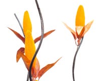 Flores artificiales anaranjadas en un fondo blanco, aislante, primer imagen de archivo libre de regalías Flores artificiales anaranjadas en un fondo blanco, aislante, primer imagen de archivo libre de regalías