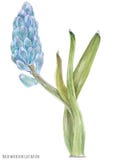 Flores azuis do Hyacinth ilustração stock Flores azuis do Hyacinth ilustração stock