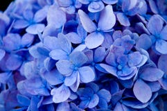 Flores azules - ascendente cercano fotografía de archivo libre de regalías Flores azules - ascendente cercano fotografía de archivo libre de regalías