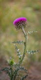 Flores bendecidas del cardo de leche Cardo de Marie Scottish, Mary Thistle, Marian Cardus Flor del cardo de leche entonada adentr Foto de archivo Flores bendecidas del cardo de leche Cardo de Marie Scottish, Mary Thistle, Marian Cardus Flor del cardo de leche entonada adentr Foto de archivo