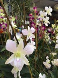 Flores blancas de la orquídea del primer con el fondo de las flores púrpuras y blancas de la orquídea fotos de archivo Flores blancas de la orquídea del primer con el fondo de las flores púrpuras y blancas de la orquídea fotos de archivo