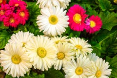 forma Saqueo adoptar Flores Blancas Grandes, Opinión Del Primer, Fondo Hermoso Para Las ...