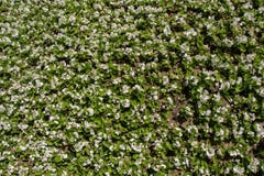 Flores bonitas como um fundo fotos de stock Flores bonitas como um fundo fotos de stock