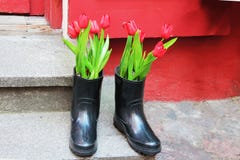 Flores bonitas das tulipas nas botas imagem de stock Flores bonitas das tulipas nas botas imagem de stock