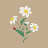 Flores bordadas da camomila em um fundo marrom Ilustra??o do vetor ilustração royalty free Flores bordadas da camomila em um fundo marrom Ilustra??o do vetor ilustração royalty free