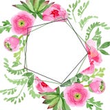 Flores botânicas florais do ranúnculo do rosa Grupo da ilustração do fundo da aquarela Quadrado do ornamento da beira do quadro ilustração do vetor Flores botânicas florais do ranúnculo do rosa Grupo da ilustração do fundo da aquarela Quadrado do ornamento da beira do quadro ilustração do vetor