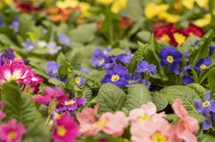 Flores coloridos do jardim no parque fotografia de stock Flores coloridos do jardim no parque fotografia de stock
