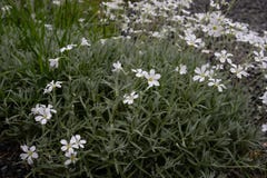 Flores consideravelmente brancas que florescem em um jardim fotos de stock Flores consideravelmente brancas que florescem em um jardim fotos de stock