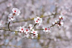 Flores cor-de-rosa da flor da amêndoa na árvore alemão de Dulcis do Prunus fotografia de stock Flores cor-de-rosa da flor da amêndoa na árvore alemão de Dulcis do Prunus fotografia de stock