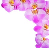Flores cor-de-rosa da orquídea isoladas no fundo branco. Bonito Foto de Stock Flores cor-de-rosa da orquídea isoladas no fundo branco. Bonito Foto de Stock