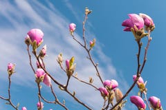Flores cor-de-rosa do magnolia Árvore de florescência da magnólia na primavera contra o céu azul Fotos de Stock Royalty Free Flores cor-de-rosa do magnolia Árvore de florescência da magnólia na primavera contra o céu azul Fotos de Stock Royalty Free