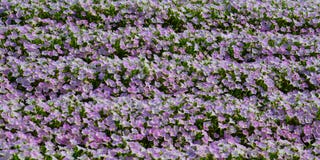 Flores cor-de-rosa no parque da flor de Ashikaga foto de stock Flores cor-de-rosa no parque da flor de Ashikaga foto de stock