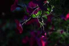 Flores da corriola sob o luminoso foto de stock Flores da corriola sob o luminoso foto de stock
