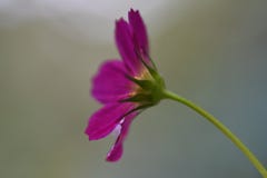 Flores da flor do cosmos na ilha de Havaí foto de stock royalty free Flores da flor do cosmos na ilha de Havaí foto de stock royalty free