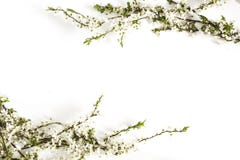 Flores da mola no branco Beira floral cor-de-rosa fotografia de stock Flores da mola no branco Beira floral cor-de-rosa fotografia de stock