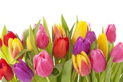 Flores da tulipa Imagem de Stock Flores da tulipa Imagem de Stock
