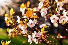 Flores da árvore de fruto da mola na luz do por do sol imagem de stock Flores da árvore de fruto da mola na luz do por do sol imagem de stock