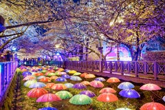 Flores de cerejeira na noite, cidade de busan em Coreia do Sul imagens de stock Flores de cerejeira na noite, cidade de busan em Coreia do Sul imagens de stock