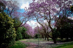 Flores de cerejeira na universidade do terreno de Queensland fotos de stock Flores de cerejeira na universidade do terreno de Queensland fotos de stock