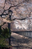 Flores de cereza del resorte de Central Park, NYC imagen de archivo Flores de cereza del resorte de Central Park, NYC imagen de archivo